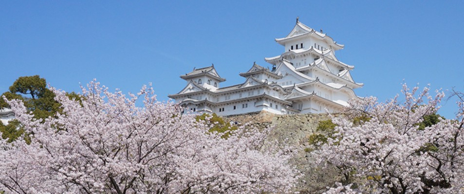 sakura